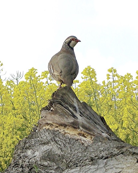 red-legged partridge